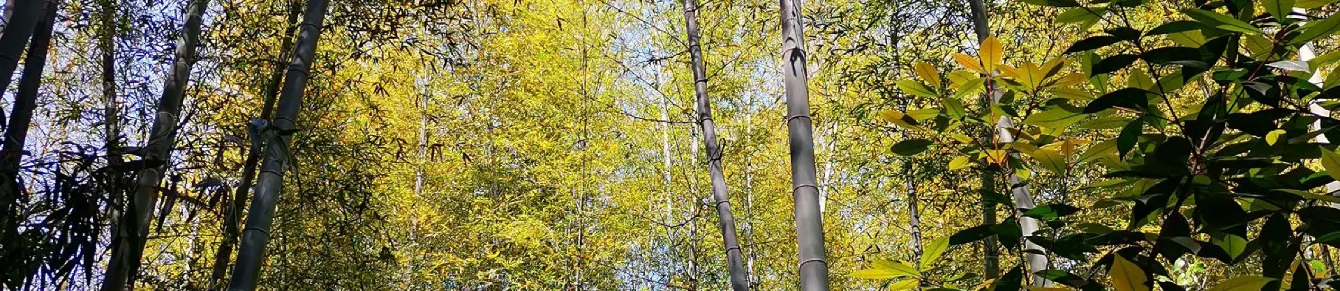 Fall Viewing Attractions