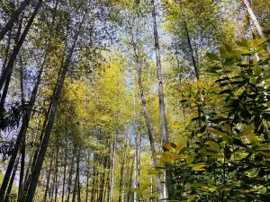 Popular Fall Viewing Attractions in Liyang