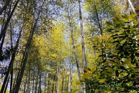 Tianmu Lake Nanshan Bamboo Sea Scenic Spot