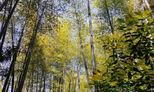 Tianmu Lake Nanshan Bamboo Sea Scenic Spot