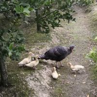 評論圖片 4