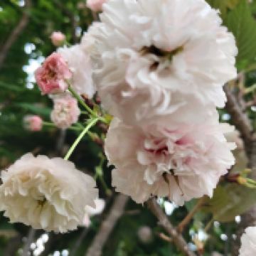 評論圖片 2
