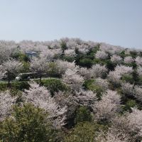 評論圖片 1