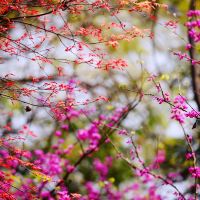 評論圖片 2