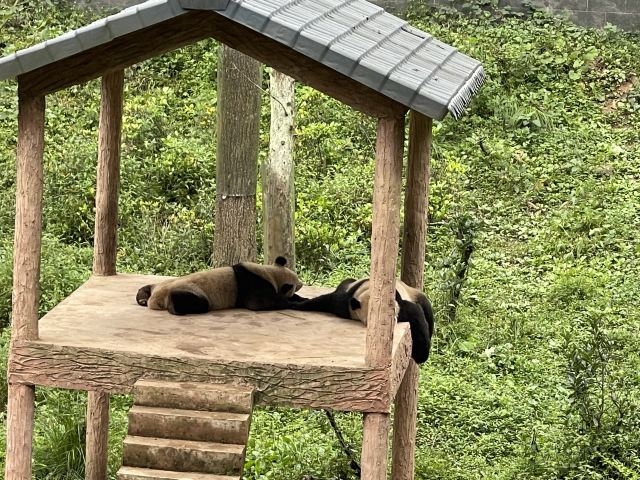 Bifengxia Giant Panda Base