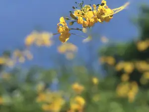 中国科学院西双版納熱帯植物園