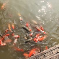 評論圖片 1