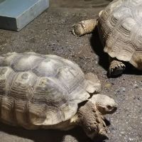 評論圖片 7
