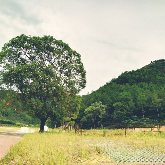 목란 운문산