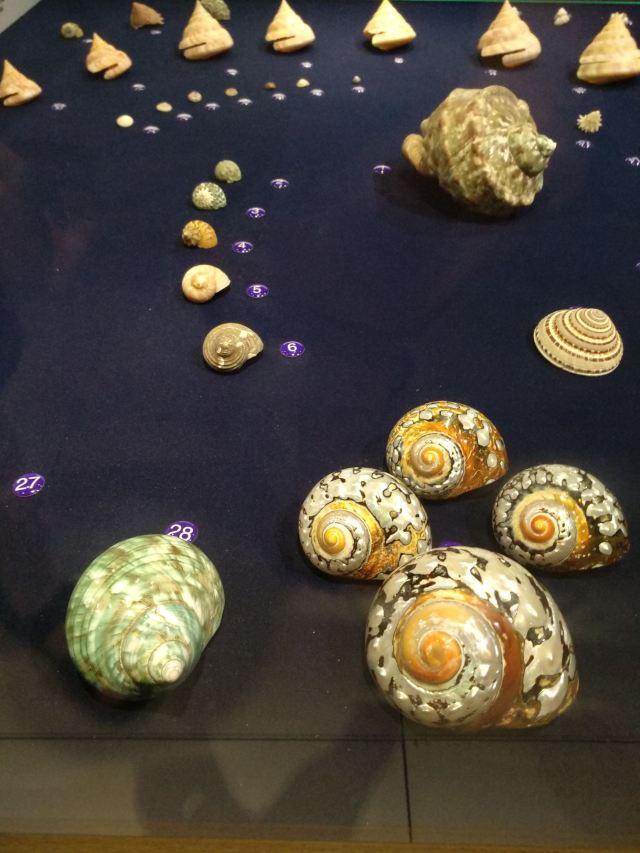 Shell Museum