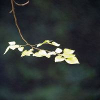 評論圖片 3