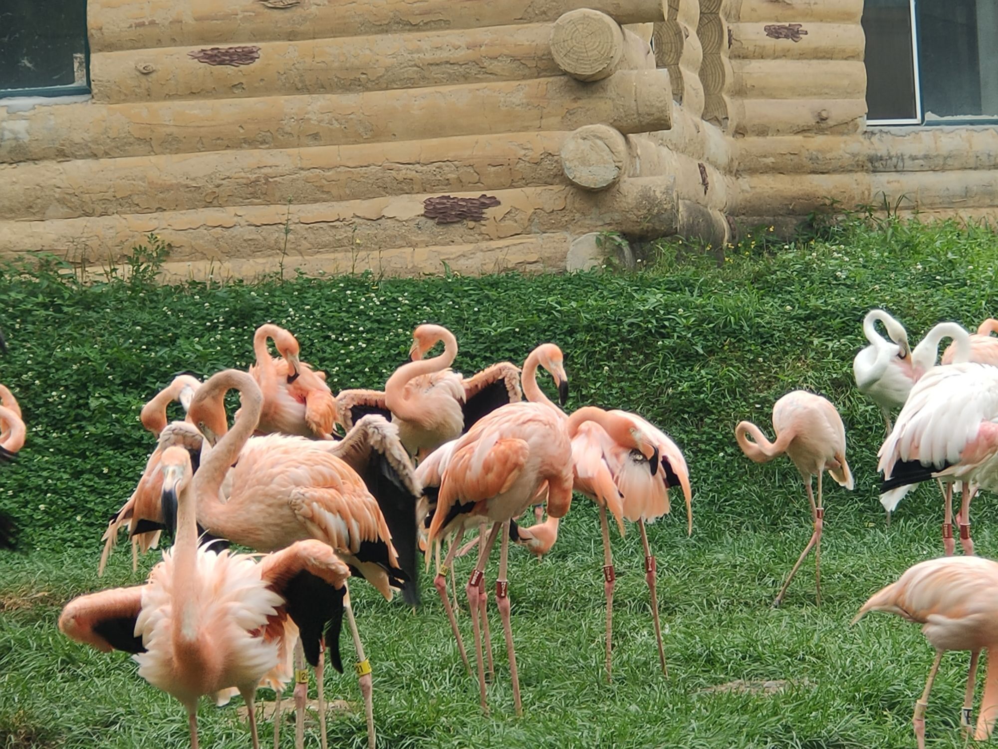 北方森林動物園 ハルビン の旅行レビュー Trip Comトラベルガイド