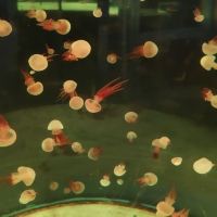 評論圖片 8