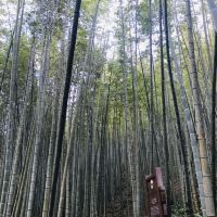 評論圖片 9