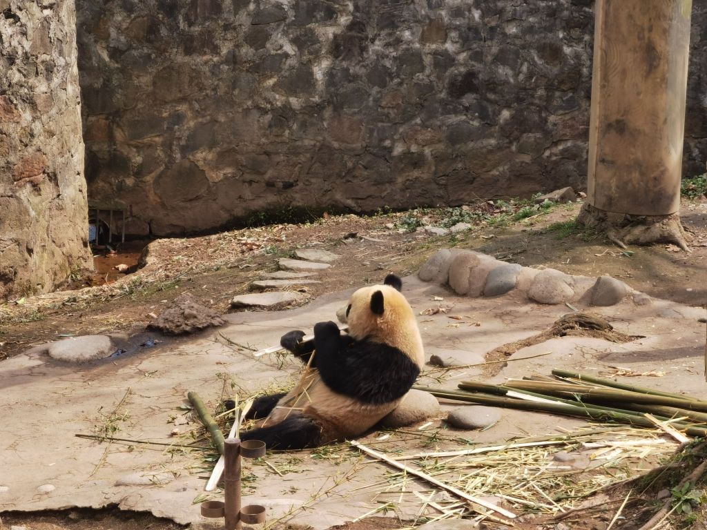 中国パンダ保護研究センター都江堰基地のレビュー 中国パンダ保護研究センター都江堰基地のチケット 中国パンダ保護研究センター都江堰基地の割引 中国パンダ保護研究センター都江堰基地の交通機関 所在地 営業時間 中国パンダ保護研究センター都江堰基地周辺の