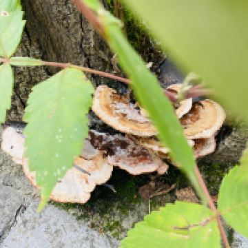 評論圖片 6