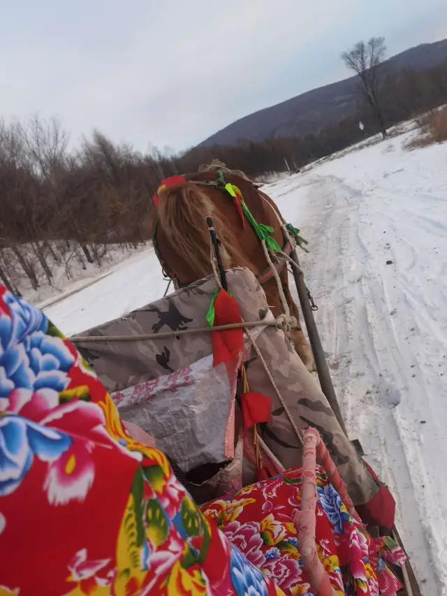 Snow Sledding in Harbin