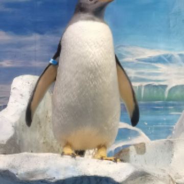 評論圖片 2