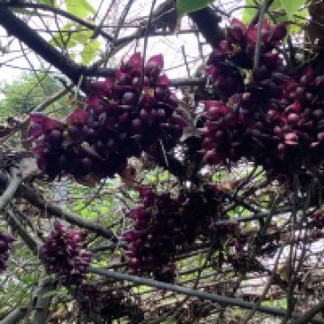 評論圖片 4