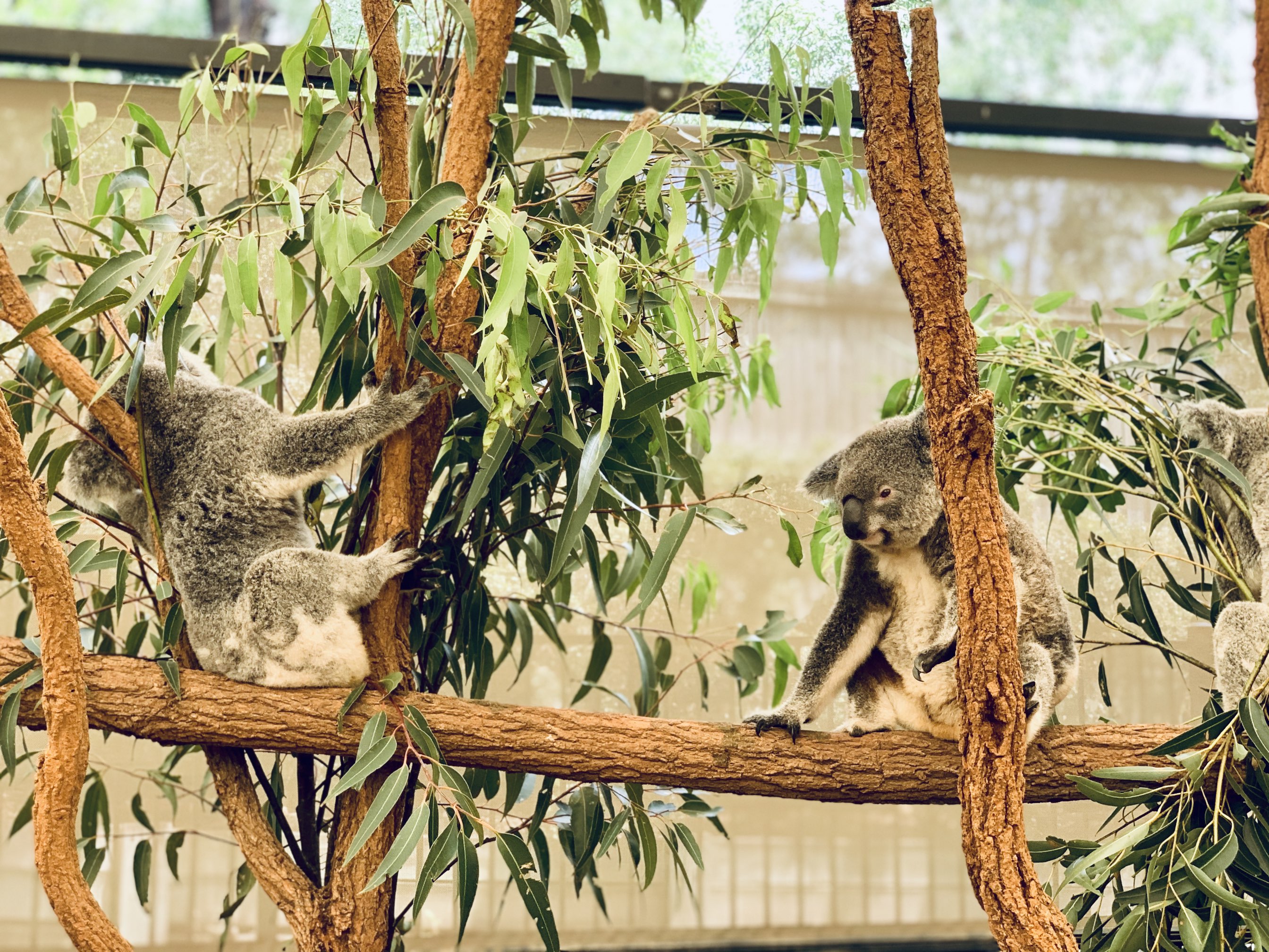 ブリスベン ローンパインコアラサンクチュアリ 評判 案内 トリップドットコム ブリスベン ローンパインコアラサンクチュアリ 評判 案内 トリップドットコム