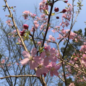 評論圖片 1