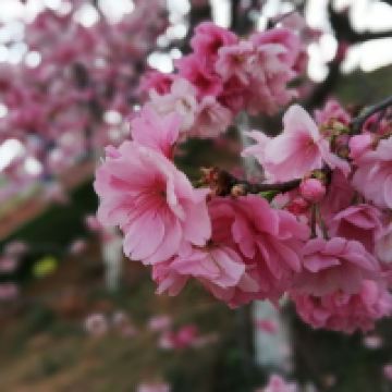 評論圖片 9