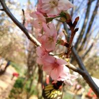 評論圖片 5