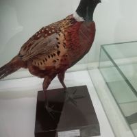 評論圖片 6