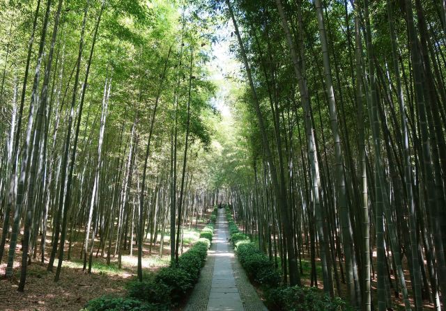 大奇山國家森林公園