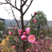 評論圖片 1