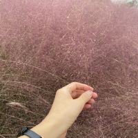 評論圖片 3