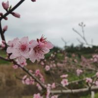 評論圖片 4