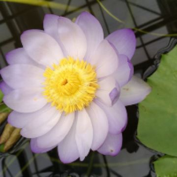 評論圖片 4
