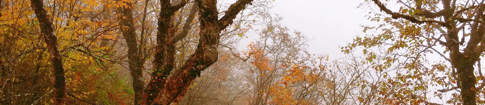 Attrazioni per la visione autunnale