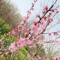 評論圖片 1