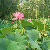 評論圖片 2