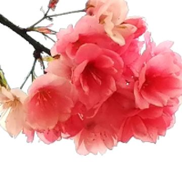 評論圖片 1
