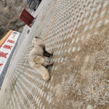 評論圖片 8