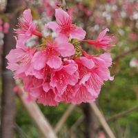 評論圖片 3