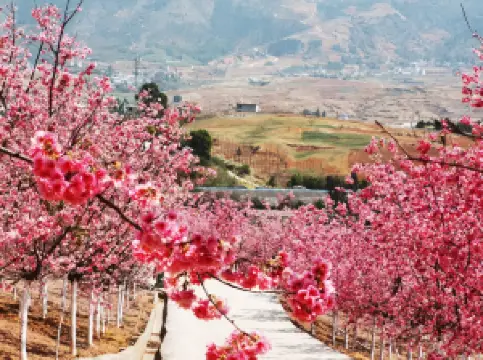 Yiliang Sakura Valley