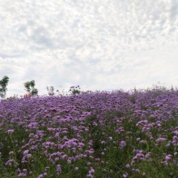 評論圖片 3