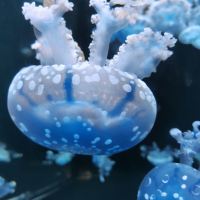 評論圖片 1