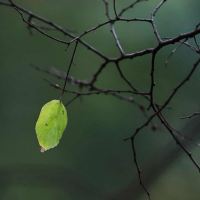 評論圖片 8