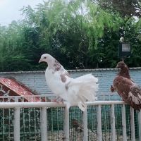 評論圖片 2