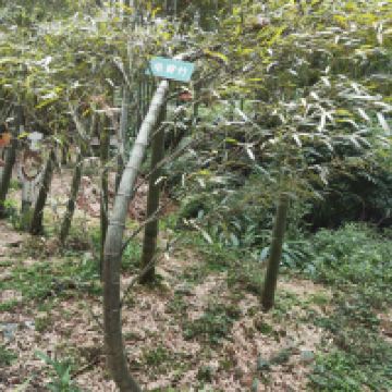 評論圖片 5
