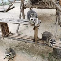 評論圖片 1