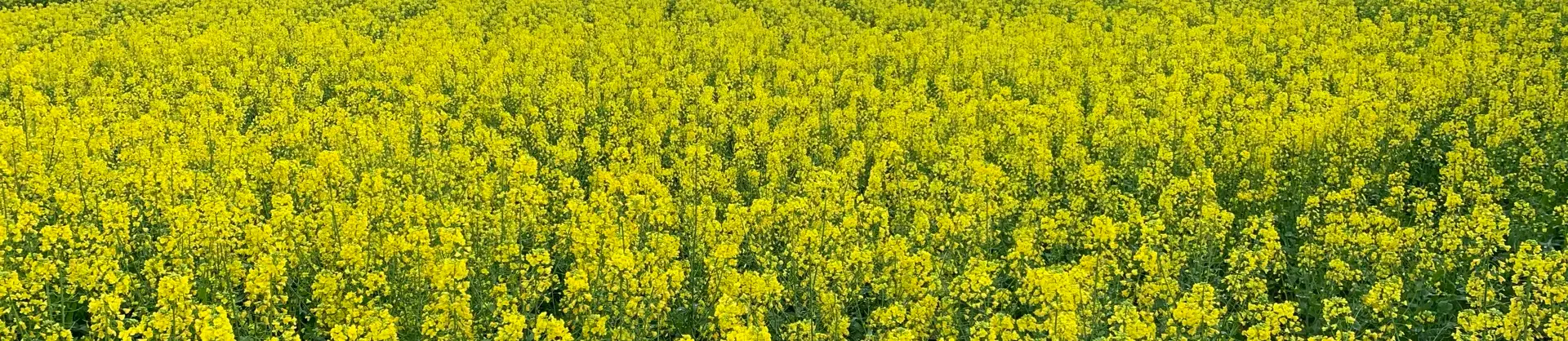 Blumenschau Attraktionen