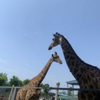 評論圖片 4