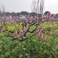 評論圖片 5
