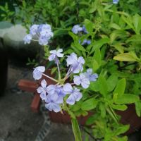 評論圖片 3